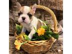 French Bulldog Puppy for sale in Grand Junction, CO, USA