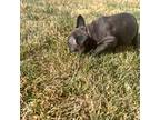 French Bulldog Puppy for sale in Grand Junction, CO, USA