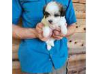 Shih Tzu Puppy for sale in Greensboro, NC, USA