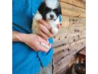 Shih Tzu Puppy for sale in Greensboro, NC, USA