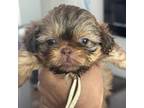 Shih Tzu Puppy for sale in Indianapolis, IN, USA