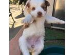 Miniature Australian Shepherd Puppy for sale in Fresno, CA, USA