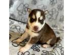 Siberian Husky Puppy for sale in Manhattan, NY, USA