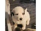 Great Pyrenees Puppy for sale in Leesburg, FL, USA