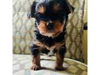 Yorkshire Terrier Puppy for sale in Dallastown, PA, USA