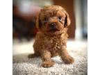 Poodle (Toy) Puppy for sale in Fort Myers, FL, USA