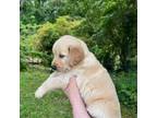 Golden Retriever Puppy for sale in Monroeville, AL, USA