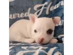 Chihuahua Puppy for sale in Attleboro, MA, USA