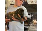 Cane Corso Puppy for sale in White House, TN, USA