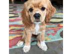 Cocker Spaniel Puppy for sale in Rockwall, TX, USA