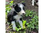 Border Collie Puppy for sale in Darlington, MD, USA