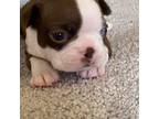 Boston Terrier Puppy for sale in Marion, NC, USA