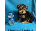 Yorkshire Terrier Puppy for sale in Damascus, AR, USA