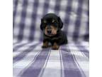 Dachshund Puppy for sale in Buffalo, NY, USA