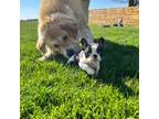 French Bulldog Puppy for sale in Upper Sandusky, OH, USA