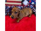 Dachshund Puppy for sale in Gaffney, SC, USA