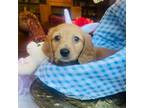 Dachshund Puppy for sale in Morton, IL, USA
