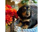 Dachshund Puppy for sale in Morton, IL, USA