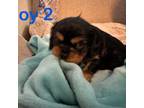Cavalier King Charles Spaniel Puppy for sale in Pflugerville, TX, USA
