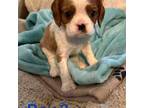 Cavalier King Charles Spaniel Puppy for sale in Pflugerville, TX, USA