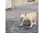 French Bulldog Puppy for sale in South Hero, VT, USA