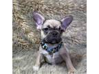 French Bulldog Puppy for sale in Sanford, NC, USA