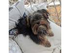 Yorkshire Terrier Puppy for sale in North Augusta, SC, USA