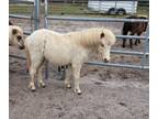 Palomino yearling colt