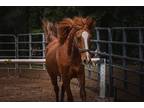 Gorgeous Chestnut Gelding