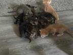 9 New Kittens