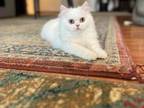 Glorious WHITE Female ELH Persian