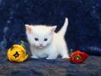 White English Muffin Kittens