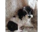 Poodle (Toy) Puppy for sale in Yakima, WA, USA