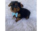 Yorkshire Terrier Puppy for sale in Indianapolis, IN, USA