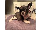 French Bulldog Puppy for sale in Kansas City, MO, USA