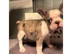 French Bulldog Puppy for sale in Kansas City, MO, USA