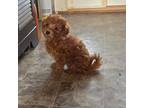 Poodle (Toy) Puppy for sale in Rockford, IL, USA