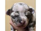 Parson Russell Terrier Puppy for sale in Titusville, FL, USA