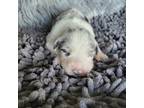 Australian Shepherd Puppy for sale in Ellensburg, WA, USA
