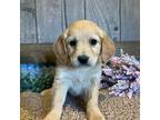 Goldendoodle Puppy for sale in Cedar Bluffs, NE, USA