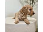 Goldendoodle Puppy for sale in Granite Bay, CA, USA