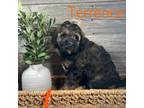 Mutt Puppy for sale in Heyworth, IL, USA