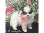 Pomeranian Puppy for sale in Ethelsville, AL, USA