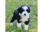 Mutt Puppy for sale in Weir, MS, USA
