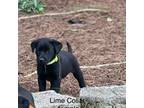 AKC/UKC Lime collar HRCH BRED