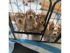 Labradoodle Puppy for sale in Vista, CA, USA