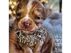 Chihuahua Puppy for sale in New Boston, NH, USA
