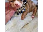 Chihuahua Puppy for sale in New Boston, NH, USA