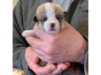 Pembroke Welsh Corgi Puppy for sale in Bagley, MN, USA