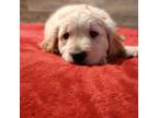 Golden Retriever Puppy for sale in Starr, SC, USA
